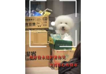 👀工作的時候， 總有雙眼睛一直盯著我看， 看得我心裡覺得好Q～❤️ 想看這麼可愛的狗狗嗎？ 那你一定要來這裡👇