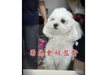 🎬【莊敬生活百貨｜鳳山華西店 陸戰日誌】 在高雄的黃昏🌇 我們的陸戰小隊準備出發前往市場💪 出門前，我們絕對不能偷懶—— 因為家裡的小狗會默默監視你👀🐕 柴柴還會幫你「#檢查車子」🛞 聞聞輪胎、繞一圈，好像在說： 「安全無誤，