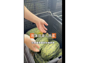 (圖)🍉 **產地直奔｜梅姐幫你挑！** 今天梅姐直接來到產地，幫大家挑選 ✨ **花蓮美人西瓜** ✨