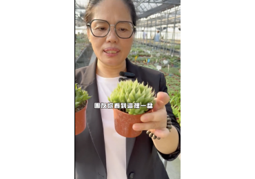 (圖)🌵 【梅姐植物小教室｜砂糖玉露篇】 💚 😍 這是多肉植物，還是撒了糖的水晶糖果？！ 欸～這次梅姐又發現一個超級療癒的小可愛啦！🤣 🌿 莊敬梅姐出任務！今天帶大家認識多肉界的夢幻小寶石——「砂糖玉露」！